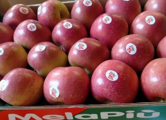 Igp e innovazione: la sfida futura di Melapiù, la mela di pianura