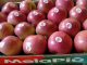 Melapiù è il brand della mela di pianura