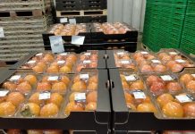 Parte dalla Romagna il rilancio del kaki, l’oro d’autunno