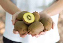 Kiwy Matera, l’innovazione sostenibile made in Basilicata Kiwy Matera, a polpa gialla