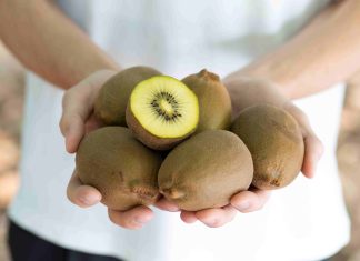 Kiwy Matera, l’innovazione sostenibile made in Basilicata Kiwy Matera, a polpa gialla