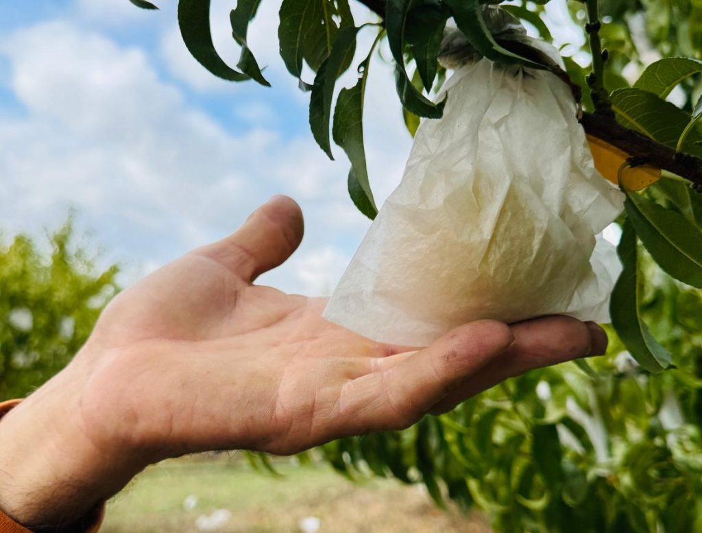 La Pesca di Leonforte Igp è prodotta con la storica tecnica dell'insacchettamento per limitare l'uso dei pesticidi e proteggerla