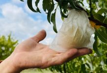 La Pesca di Leonforte Igp è prodotta con la storica tecnica dell'insacchettamento per limitare l'uso dei pesticidi e proteggerla