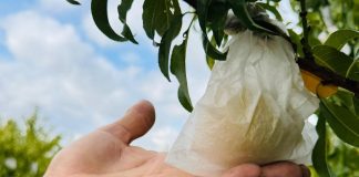 La Pesca di Leonforte Igp è prodotta con la storica tecnica dell'insacchettamento per limitare l'uso dei pesticidi e proteggerla