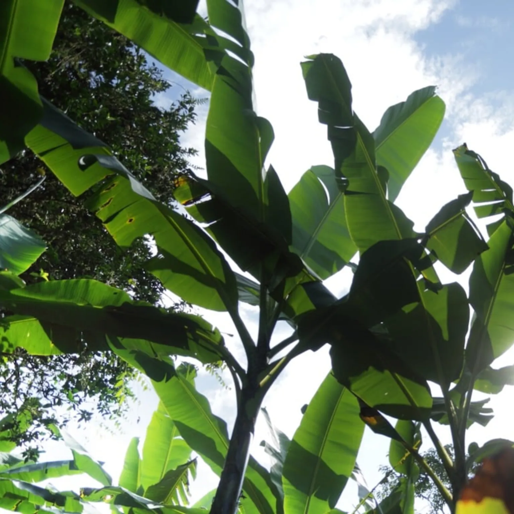 Dole investe nella difesa dell'ambiente