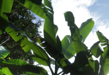 Dole investe nella difesa dell'ambiente