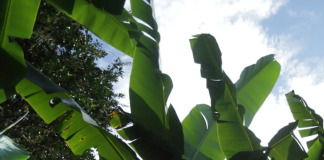 Dole investe nella difesa dell'ambiente