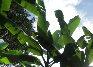 Dole plc premiata con il Sustainability in the food industry award Dole investe nella difesa dell'ambiente