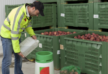 Operatore agricolo versa un liquido in un dispositivo SmartFresh per mantenere la qualità delle mele conservate in casse verdi sullo sfondo e in una retina