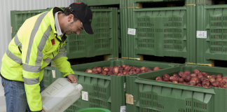 Garantire la freschezza e la qualità delle mele: l’importanza di scegliere prodotti a base di 1-MCP sicuri e registrati Operatore agricolo versa un liquido in un dispositivo SmartFresh per mantenere la qualità delle mele conservate in casse verdi sullo sfondo e in una retina