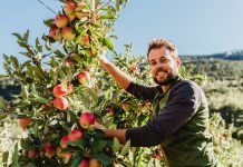 Vip, i volumi di mele bio superano le 50mila tonnellate (+10%) Vip aumenta la produzione di mele biologiche