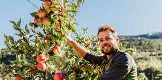 Vip aumenta la produzione di mele biologiche