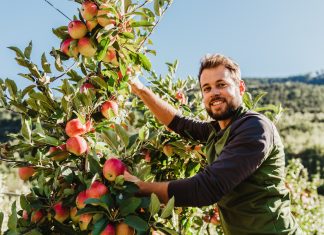 Vip, i volumi di mele bio superano le 50mila tonnellate (+10%) Vip aumenta la produzione di mele biologiche