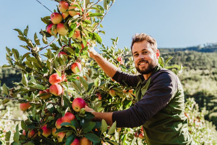 Vip Vip aumenta la produzione di mele biologiche