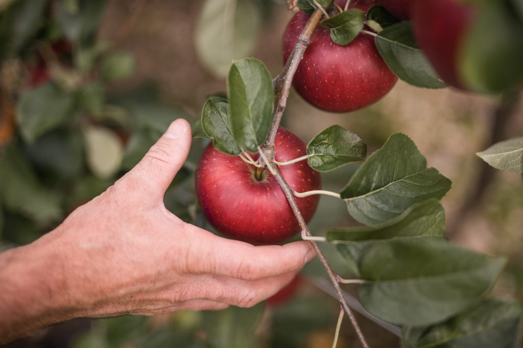 Mela club Vip Cosmic Crisp