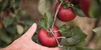 Mela club Vip Cosmic Crisp