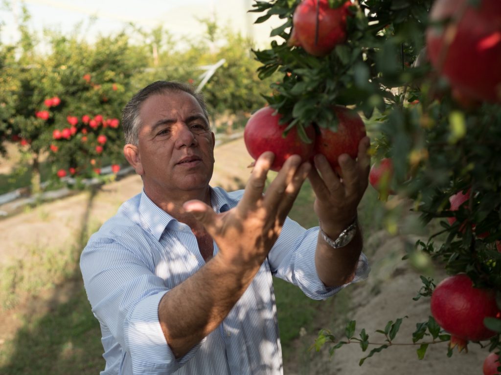 Natalino Gallo, presidente Op Agricor