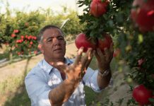 Natalino Gallo, presidente Op Agricor