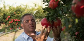 Natalino Gallo, presidente Op Agricor