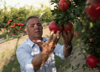 Melagrane Op Agricor, la qualità è eccezionale Natalino Gallo, presidente Op Agricor