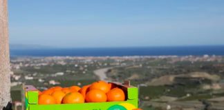 clementine calabria igp