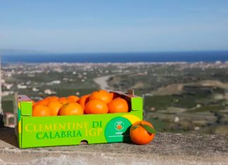 clementine calabria igp