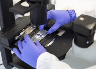 Syngenta, dalle amebe nuovi fungicidi biologici per la protezione delle colture L'attività di ricerca innovativa di Amoeba (foto ©Amoeba)