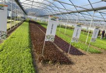 La ricerca di Cora Seeds per rimanere competitivi nella IV gamma