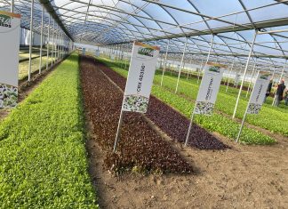 La ricerca di Cora Seeds per rimanere competitivi nella IV gamma