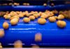 Naturitalia, linea lavorazione patate nell'impianto Patfrut