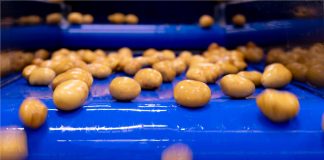 Naturitalia, linea lavorazione patate nell'impianto Patfrut