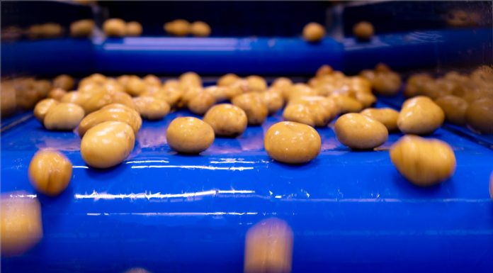 Naturitalia, linea lavorazione patate nell'impianto Patfrut