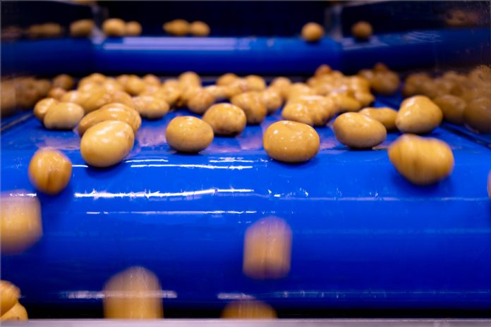 Naturitalia Naturitalia, linea lavorazione patate nell'impianto Patfrut