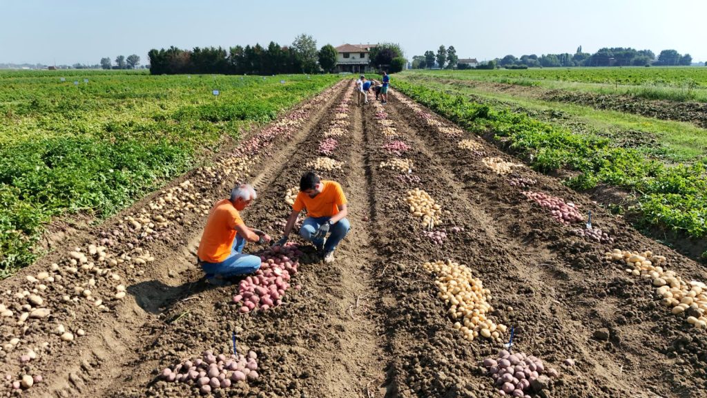 Campo di patate Romagnoli F.lli spa
