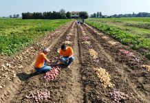 Romagnoli continua a migliorare il rating Esg Campo di patate Romagnoli F.lli spa