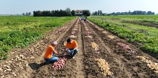 Campo di patate Romagnoli F.lli spa