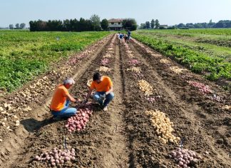Campo di patate Romagnoli F.lli spa