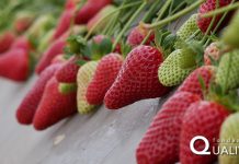 La Fragola della Basilicata Igp registrata ufficialmente in Ue Fragola Basilicata Igp, una eccellenza della regione