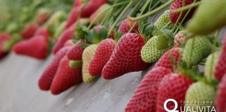 Fragola Basilicata Igp, una eccellenza della regione