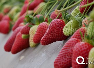 La Fragola della Basilicata Igp registrata ufficialmente in Ue Fragola Basilicata Igp, una eccellenza della regione