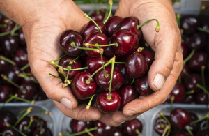 Ciliegie di montagna Melinda-Vip