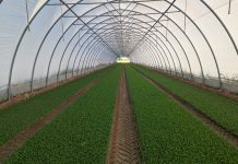 Nasce l’Unione IV gamma: in 9 per rilanciare le insalate in busta