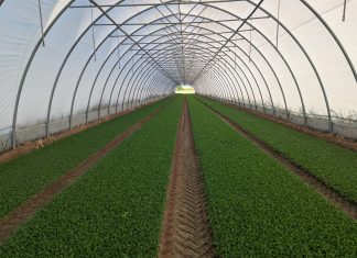 Nasce l’Unione IV gamma: in 9 per rilanciare le insalate in busta