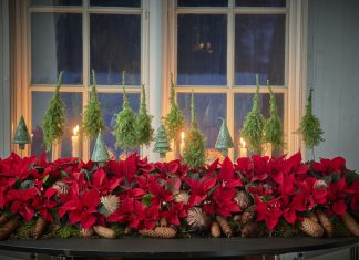 Le Stelle di Natale sono presenti sugli scaffali della moderna distribuzione organizzata (credits Stars for Europe)