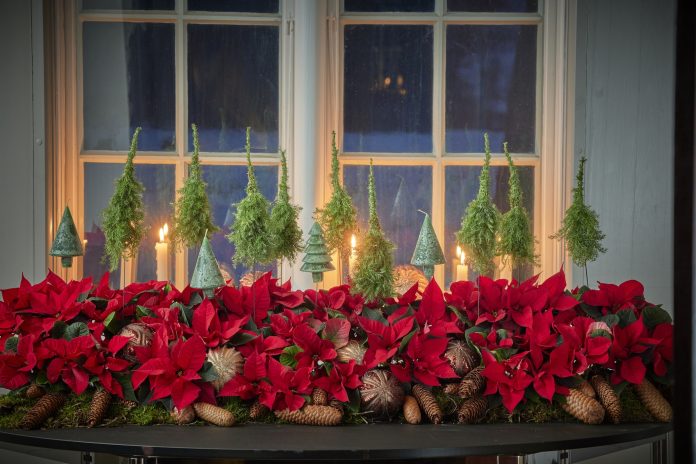 Le Stelle di Natale sono presenti sugli scaffali della moderna distribuzione organizzata (credits Stars for Europe)