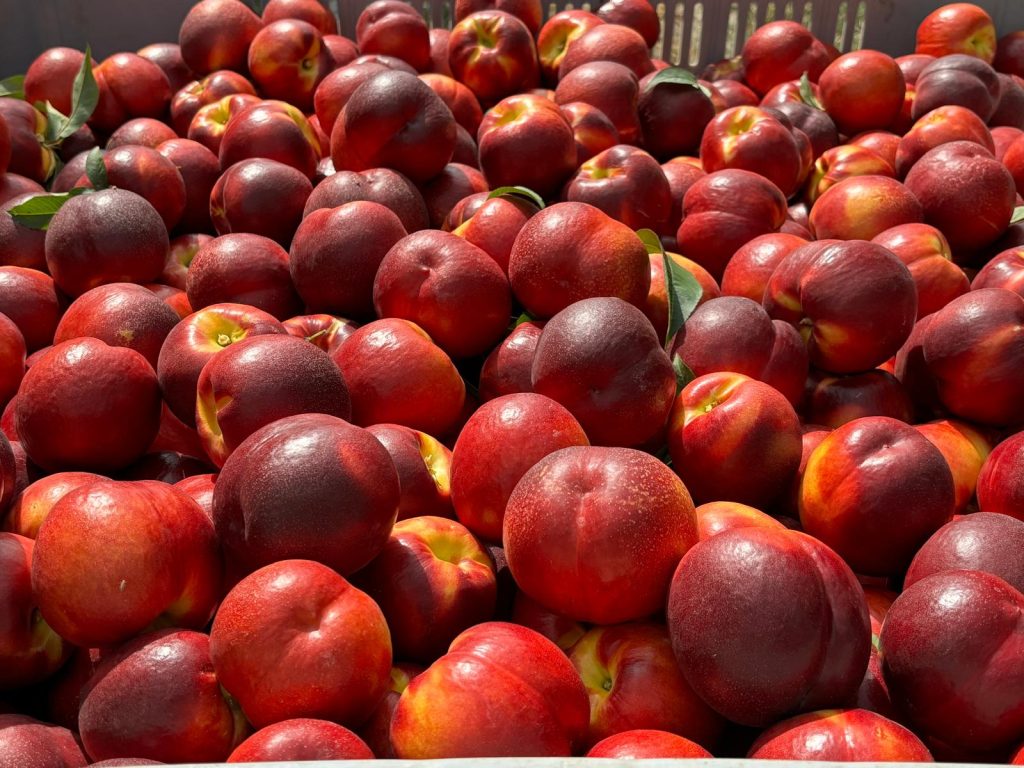 Pesche Nettarine Apofruit