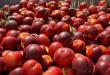 Apofruit, la liquidazione estiva è di 28,7 milioni di euro Pesche Nettarine Apofruit