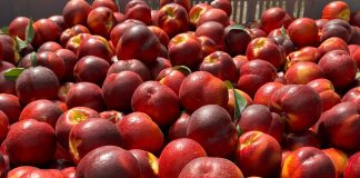 Pesche Nettarine Apofruit