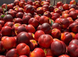 Pesche Nettarine Apofruit