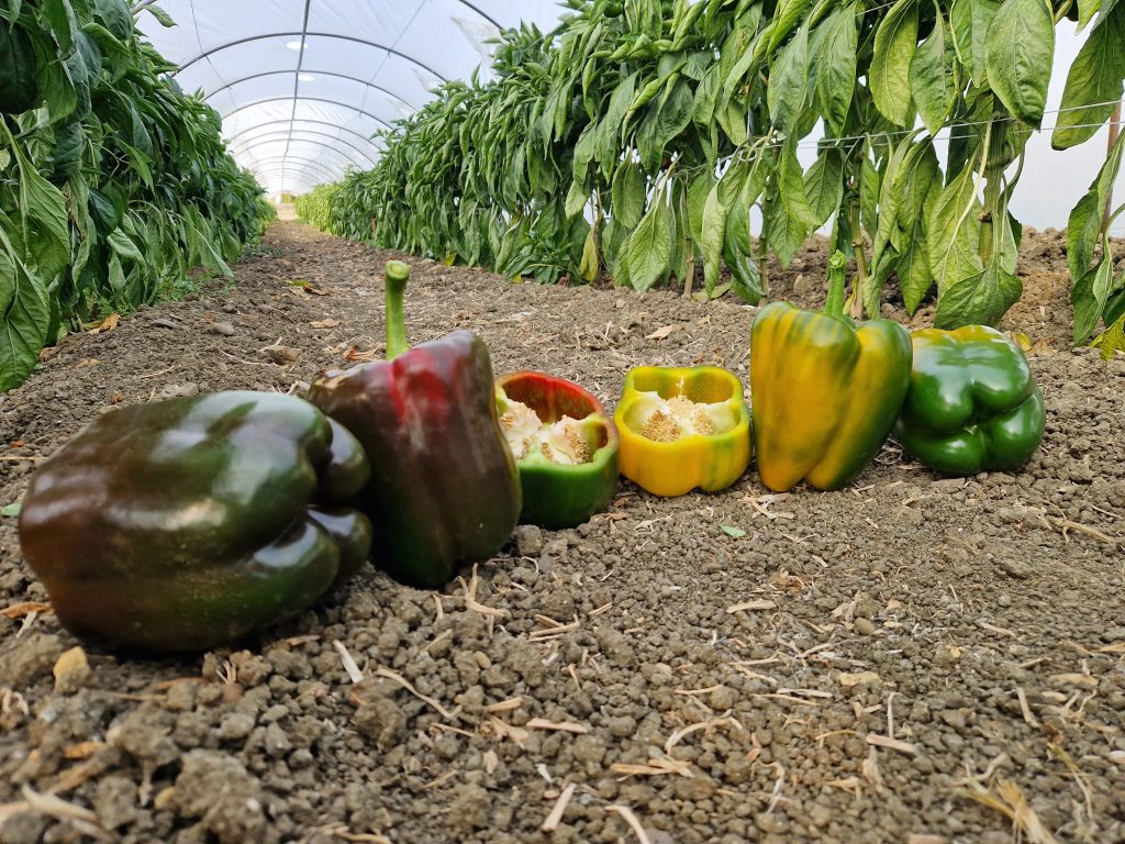 Peperoni italiani varietà MOZZAFIATO F1 e SORPRENDOR F1 allineati sul terreno all'interno di una serra, con sezioni tagliate che mostrano lo spessore della polpa.